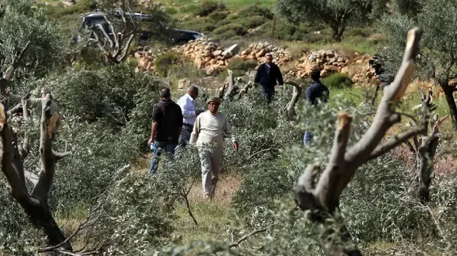 الضفة.. مستوطنون إسرائيليون يقطعون 300 شجرة زيتون ولوز