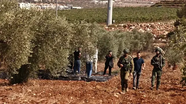 الضفة.. مستوطنون يهاجمون قاطفي زيتون فلسطينيين جنوب نابلس