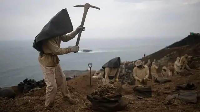 Issu des excréments des oiseaux de mer, le guano a enrichi le Pérou au XIXe siècle. Cet engrais naturel, qui est encore collecté dans des conditions difficiles, ne profite plus qu'aux petits agriculteurs.