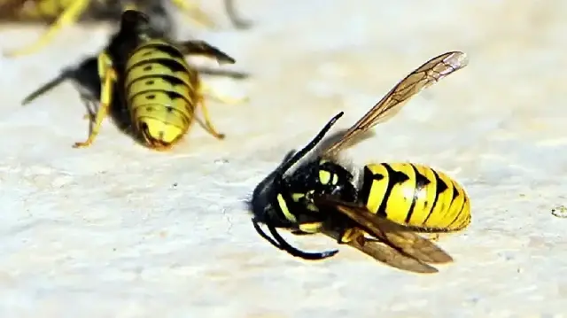 Europe's Bee and Butterfly Populations Face Severe Extinction Threat