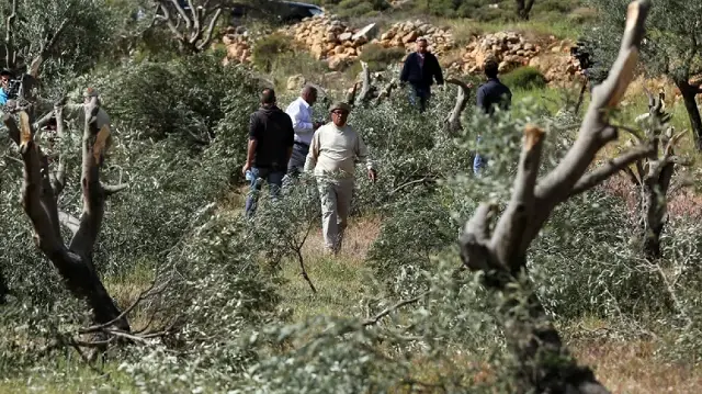 مستوطنون إسرائيليون يعتدون على قاطفي زيتون بالضفة