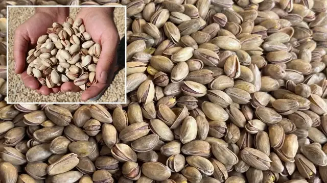 Türkiye'nin 9 aylık fıstık ihracatı: 152 milyon 622 bin dolar 