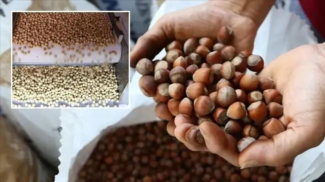 Söz konusu dönemde yurt dışına 1 milyar 610 milyon 163 bin dolar karşılığında 188 bin 731 ton fındık satıldığı belirtildi.