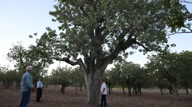 تصل أعمارها لـ5 قرون.. أشجار فستق تجود بمحصولها جنوبي تركيا