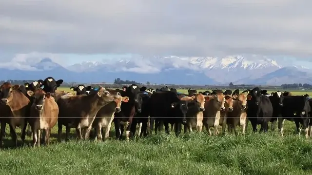 La révision des objectifs de réduction du méthane du gouvernement néo-zélandais divise entre environnementalistes et secteur agricole.
