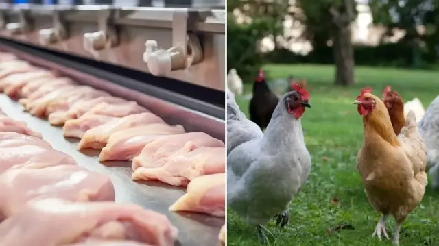 Söz konusu dönemde kesilen tavuk sayısı, 126 milyon olarak kayıtlara geçti.