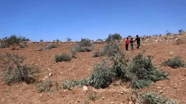 Israeli Settlers Destroy Over 150 Olive Trees in West Bank Attack