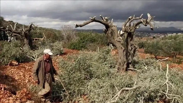 الضفة.. مستوطنون إسرائيليون يقطعون 150 شجرة زيتون ويحرقون مركبة