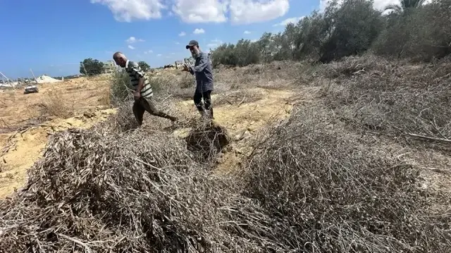 عامان من الإبادة.. الاحتلال يهلك الزرع بغزة ويبدد سلة غذائها