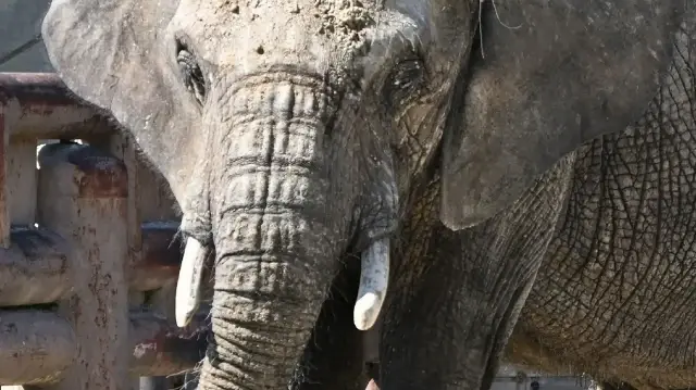 Un recensement fondé sur l’ADN révèle une baisse alarmante du nombre d’éléphants sauvages en Inde, due à la perte d’habitat et aux conflits avec les humains.
