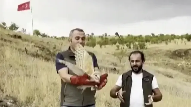 Peçeli baykuş yeniden yaban hayatta