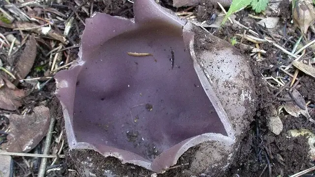 Kurt kulağı mantarı