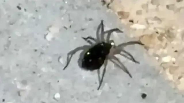 Vatandaşlar tarafından cep telefonu ile görüntülenen örümcek ardından gözden kayboldu.