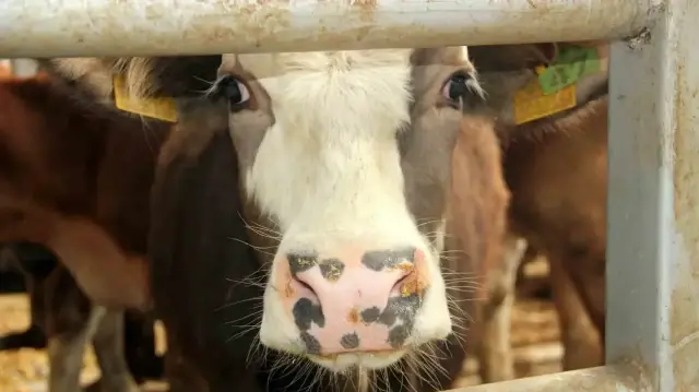 Hastalığın yayılmasını önlemek için bölgede aşılama, dezenfeksiyon ve kontrol çalışmaları aralıksız sürdürülüyor.