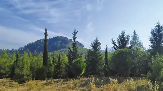 Леса Турции
