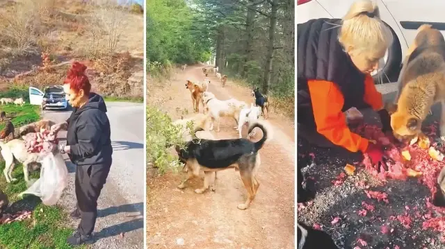 Mama lobisi, şehir merkezlerindeki kısıtlamalar sonrası ormanlık alanlarda köpeklerin beslenmesine yöneldi.