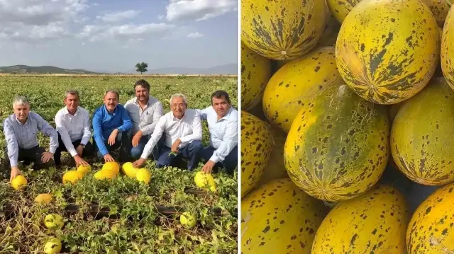 Acıpayam Kavunu hem tadı hem de uygun fiyatıyla tüketicisini memnun ediyor.