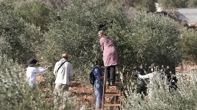 Batı Şeria'da zeytin hasadı yapan Filistinliler sık sık İsraillilerin saldırılarına uğruyor.