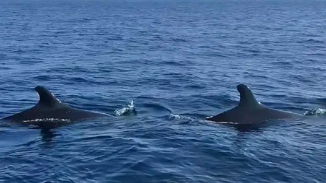 Scientists use internet cables to track endangered whales