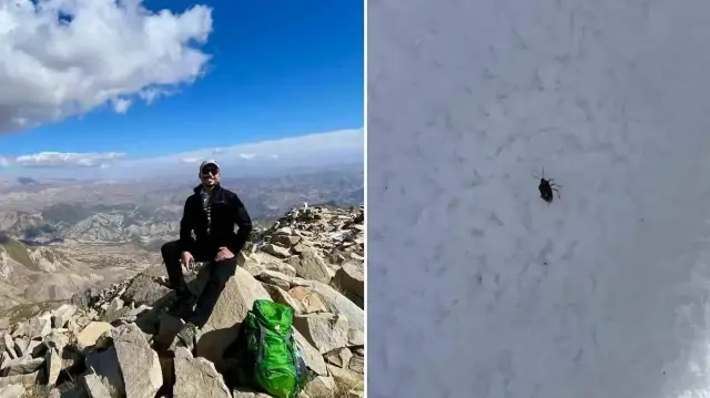 Bingöl’de 2 bin 884 metrede kahverengi kokarca böceği görüldü.
