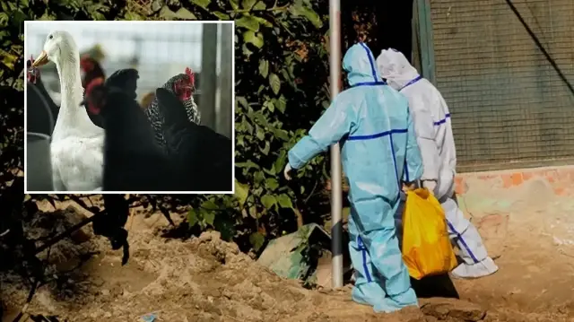 Hokkaido eyaletindeki vakalar, bu sene Japonya’da doğrulanan ilk kuş gribi salgını olarak kayıtlara geçti.