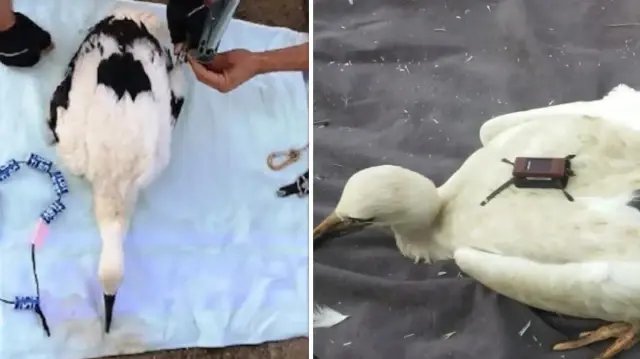 Leylek, şu an Dicle ve Fırat nehirlerinin Hint Okyanusu'na döküldüğü noktada bulunan Basra Körfezi'ndeki sulak alanlarda yaşamını sürdürüyor.