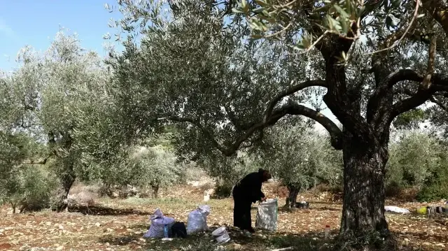 إلى بقايا الزيتون.. عودة المزارعين للأرض جنوب لبنان
