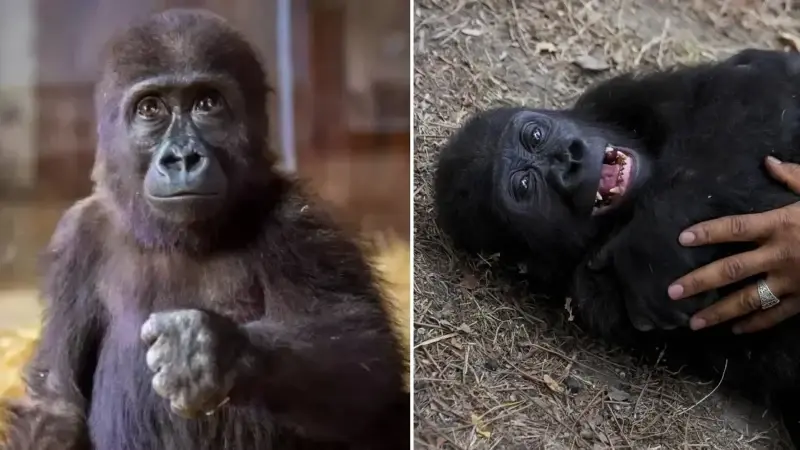 Yavru goril "Zeytin" Türkiye'de kalacak