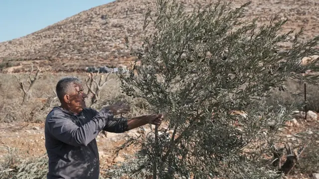 Israeli settlers attack Palestinian olive harvesters in West Bank