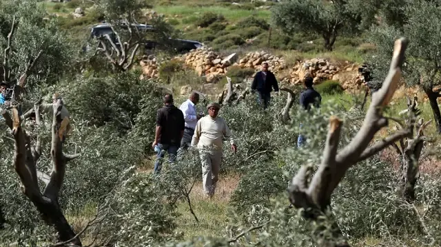 إصابة 3 فلسطينيين من قاطفي الزيتون باعتداءات إسرائيلية جنوب نابلس
