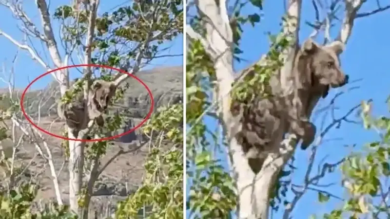 Yavru ayı, kurtarılmaya çalışıldığı sırada aniden ağaçtan atlayarak, kaçmaya başladı.