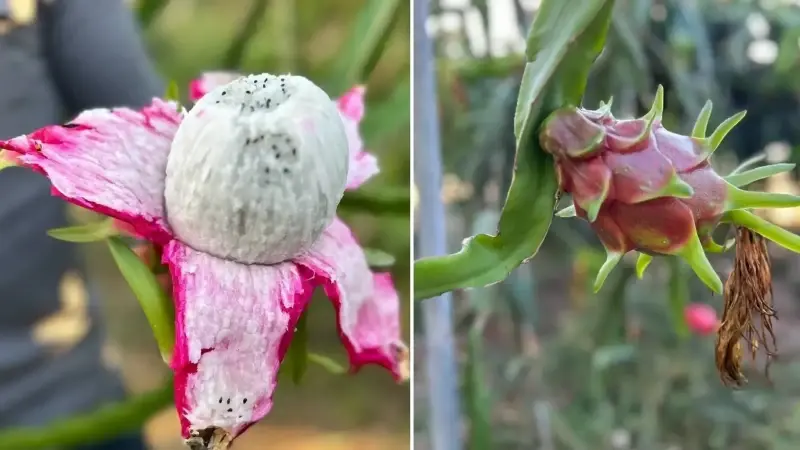 Hatay'da ejder meyvesi hasadı başladı