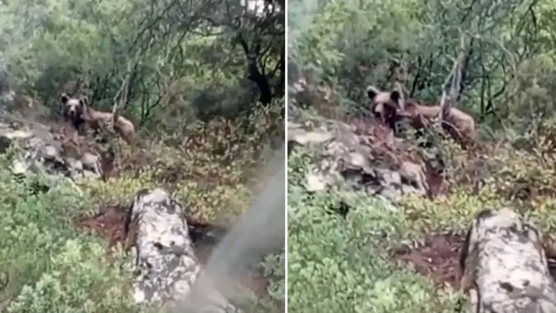 Orhaneli'de ormanda ayı görnüntülenmişti.