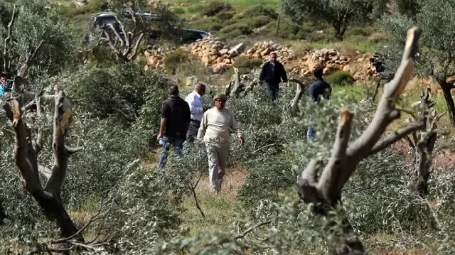 الضفة.. مستوطنون إسرائيليون يعيقون عمل قاطفي الزيتون في رام الله