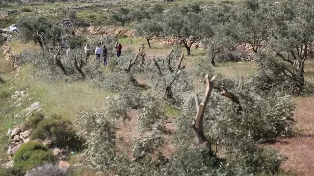 مستوطنون يقطعون مئات أشجار الزيتون في الضفة الغربية