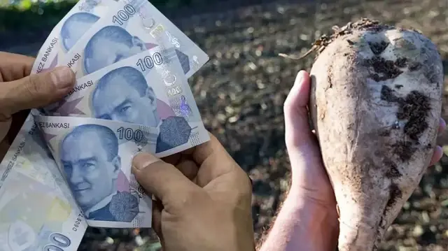 TÜRKŞEKER 2025-2026 yılı şeker pancarı alım fiyatı güncellendi.