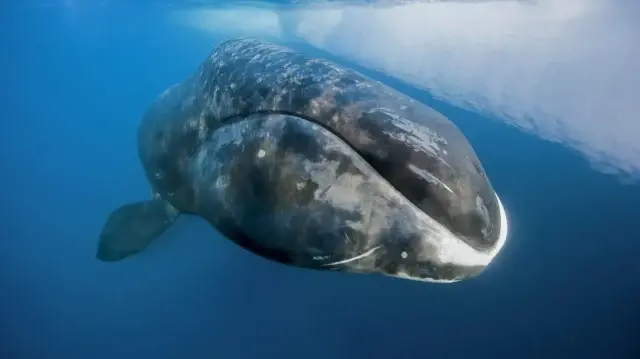 Des chercheurs ont découvert chez la baleine boréale une protéine capable de réparer l’ADN, ouvrant la voie à de nouvelles pistes pour prolonger la durée de vie humaine.