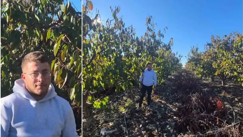 Zirai dondan etkilenen kiraz üreticisinden devlete destek teşekkürü.
