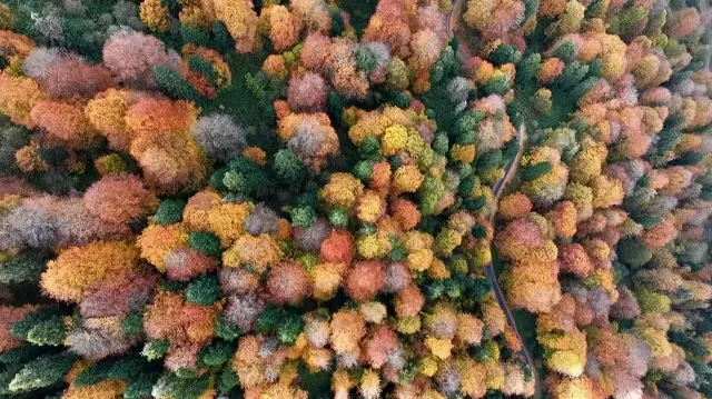 الخريف يرسم لوحته في مرتفعات دوزجة التركية