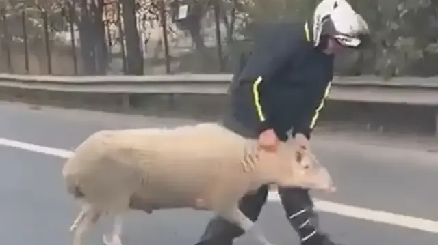 Ümraniye'de otoyola koyun girdi: O anlar kayıt altında