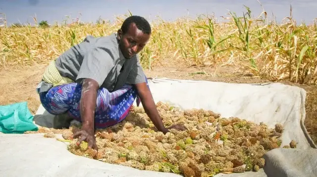 بدعم تركي.. جامعة صومالية تقود ثورة زراعية لتوفير الغذاء 