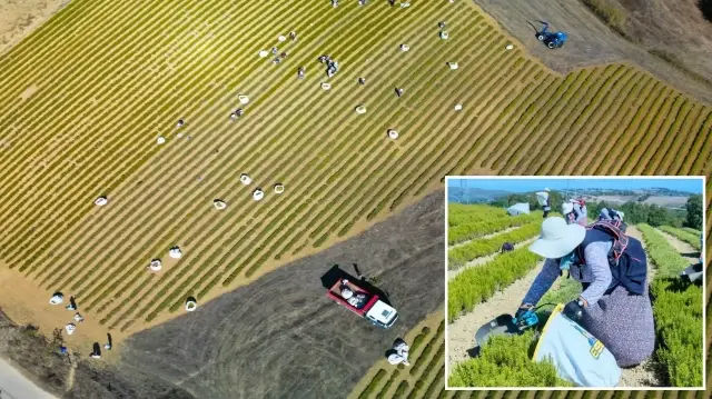 Kocaeli’de tıbbi ve aromatik bitki hasadı başladı