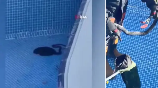 Mersin’de havuza ’karayılan’ girdi.