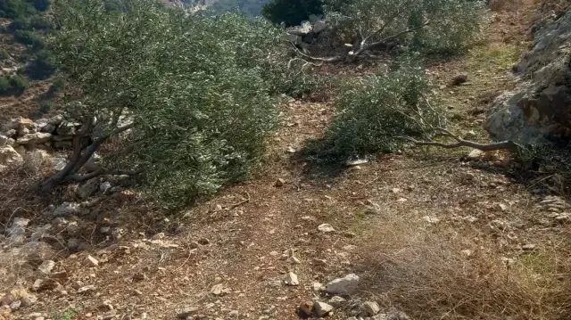 الضفة.. مستوطنون إسرائيليون يقطعون 120 شجرة زيتون في رام الله