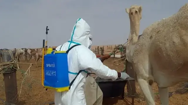 بثماني ولايات.. موريتانيا تسجل 19 بؤرة نشطة لحمى "الوادي المتصدع"