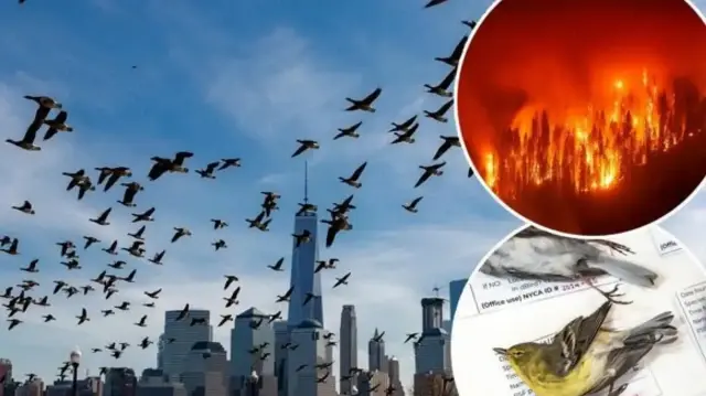 Kuşlar, zararlı böceklerin kontrolü, tohum yayılımı ve bitki tozlaşması gibi doğanın dengesini koruyan görevlerde kritik rol oynuyor.