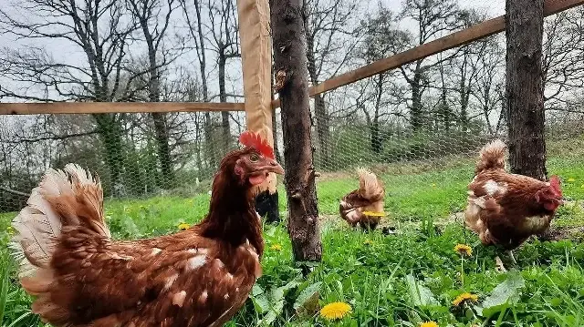 La souche actuelle du Virus de la grippe A (H5N1) peut entraîner un taux de mortalité allant jusqu’à 100 % en 48 heures chez certaines espèces de volailles, comme les poules et les dindes.
