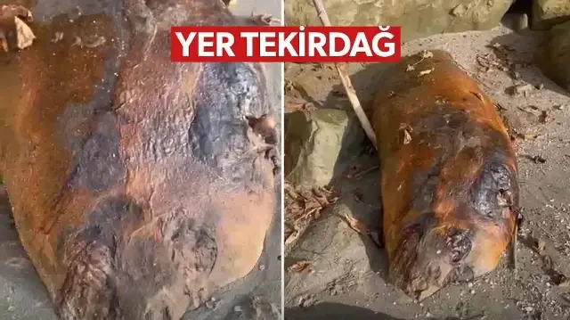 Tekirdağ sahiline gizemli deniz canlısı vurdu: Kimisi fok kimisi yunus dedi! Hemen ekiplere haber verildi