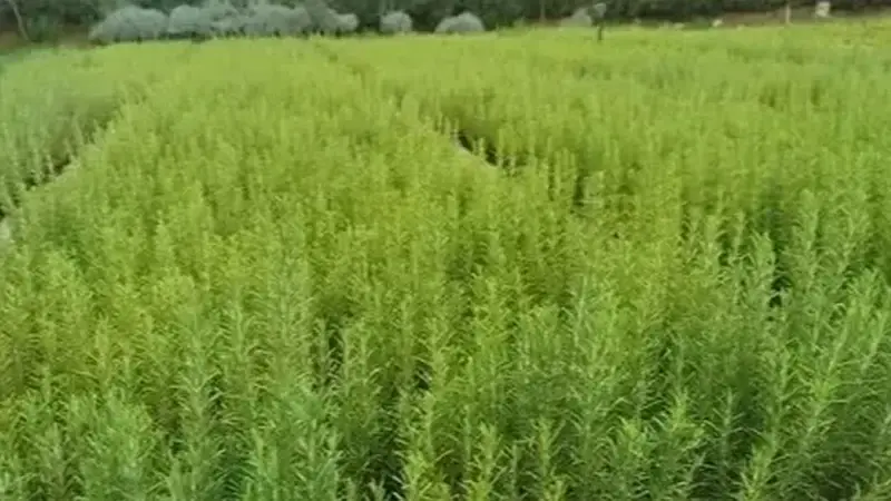 MUĞLA’DA ATIL ARAZİLER BİBERİYE İLE CANLANIYOR