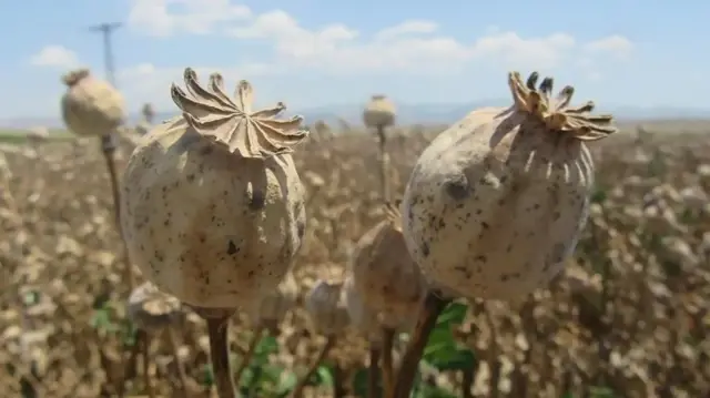 CIA conducted covert program to undermine Afghanistan's opium production

